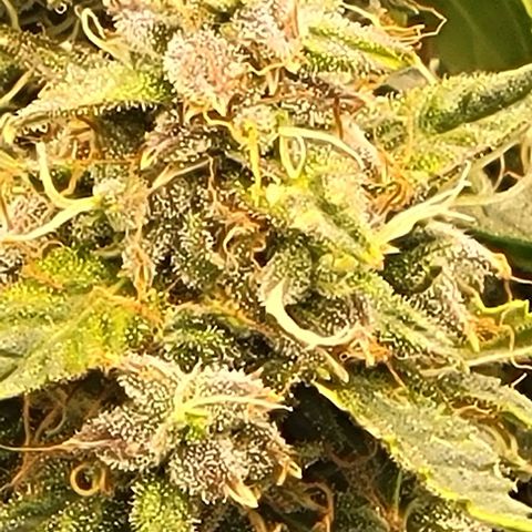 Chocolate mints og auto growlog timeline photo