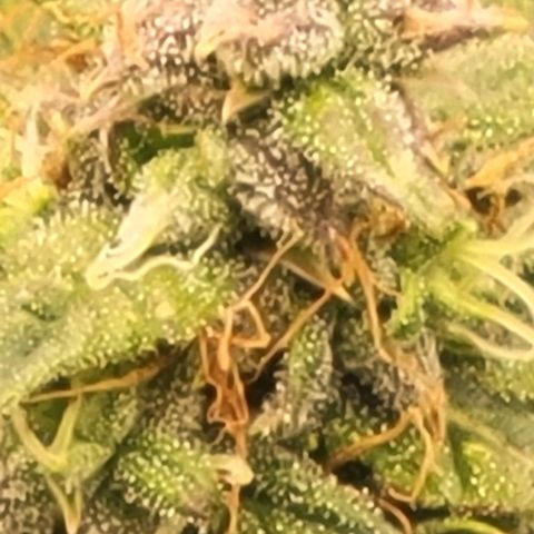 Chocolate mints og auto growlog timeline photo