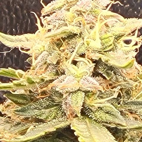 Chocolate mints og auto growlog timeline photo