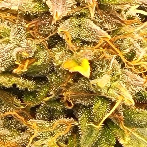 Chocolate mints og auto growlog timeline photo