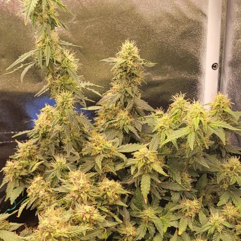 Chocolate mints og auto growlog timeline photo