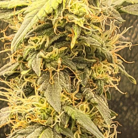 Chocolate mints og auto growlog timeline photo