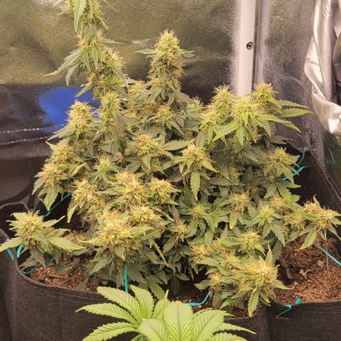 Chocolate mints og auto growlog timeline photo
