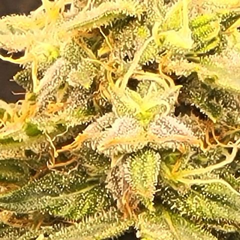 Chocolate mints og auto growlog timeline photo