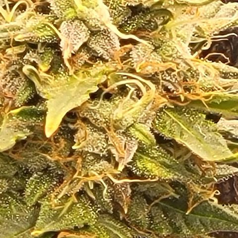 Chocolate mints og auto growlog timeline photo