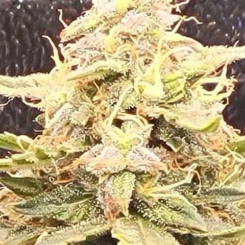 Chocolate mints og auto growlog timeline photo