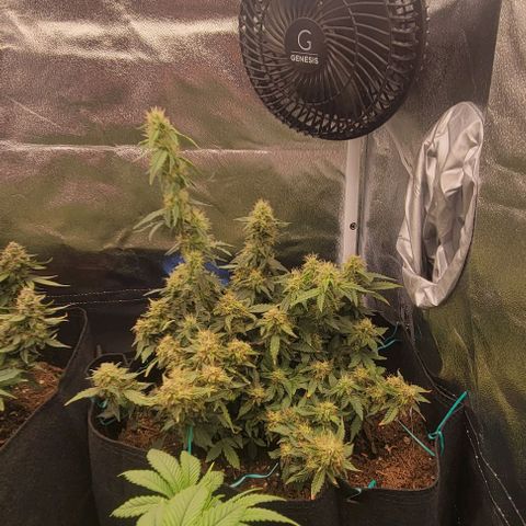 Chocolate mints og auto growlog timeline photo