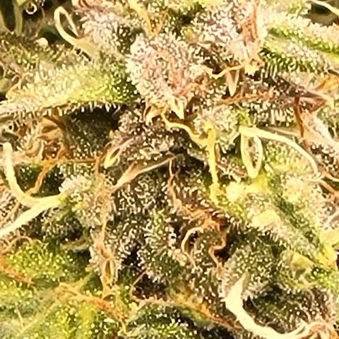 Chocolate mints og auto growlog timeline photo