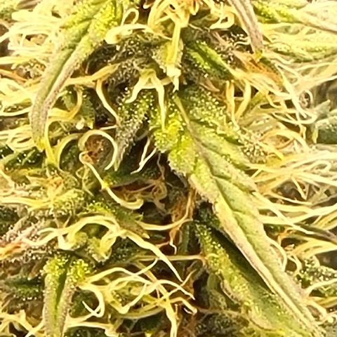 Chocolate mints og auto growlog timeline photo
