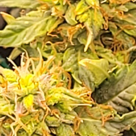 Chocolate mints og auto growlog timeline photo