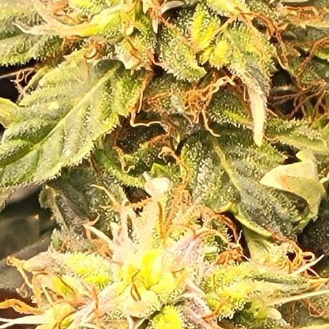Chocolate mints og auto growlog timeline photo