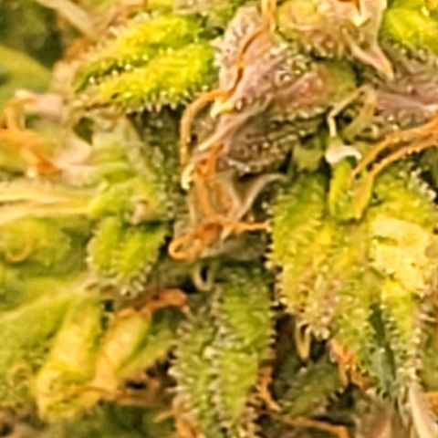 Chocolate mints og auto growlog timeline photo