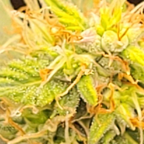 Chocolate mints og auto growlog timeline photo
