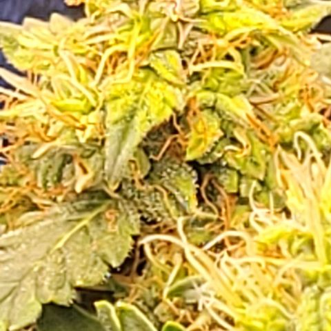 Chocolate mints og auto growlog timeline photo