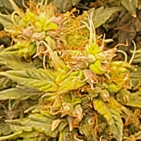 Chocolate mints og auto growlog timeline photo