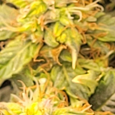 Chocolate mints og auto growlog timeline photo