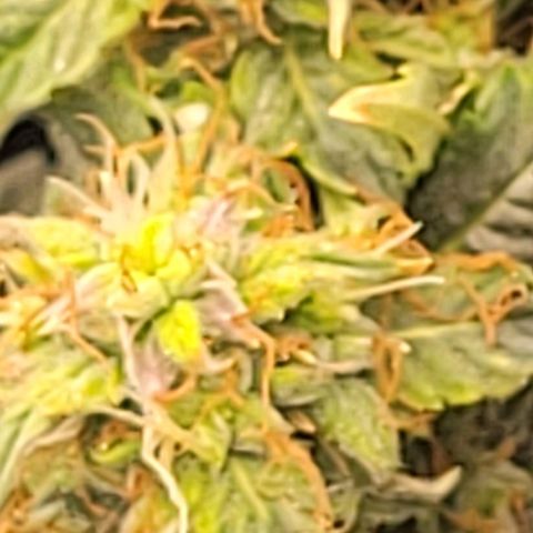 Chocolate mints og auto growlog timeline photo