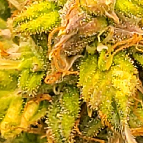 Chocolate mints og auto growlog timeline photo