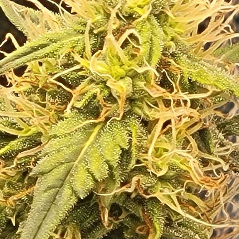 Chocolate mints og auto growlog timeline photo