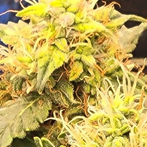 Chocolate mints og auto growlog timeline photo