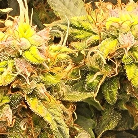 Chocolate mints og auto growlog timeline photo
