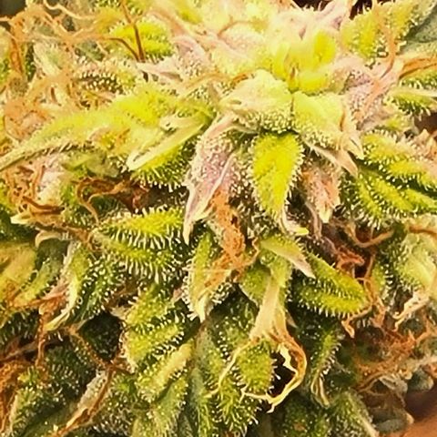 Chocolate mints og auto growlog timeline photo