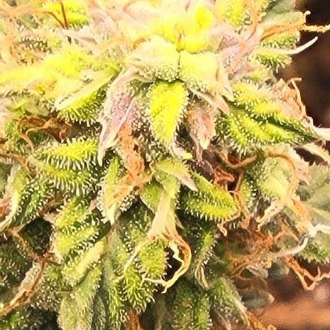 Chocolate mints og auto growlog timeline photo