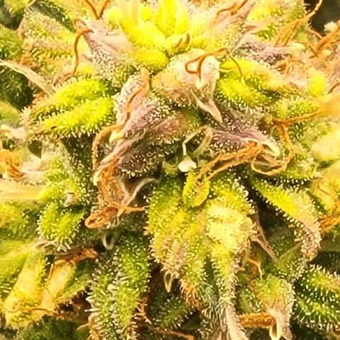 Chocolate mints og auto growlog timeline photo