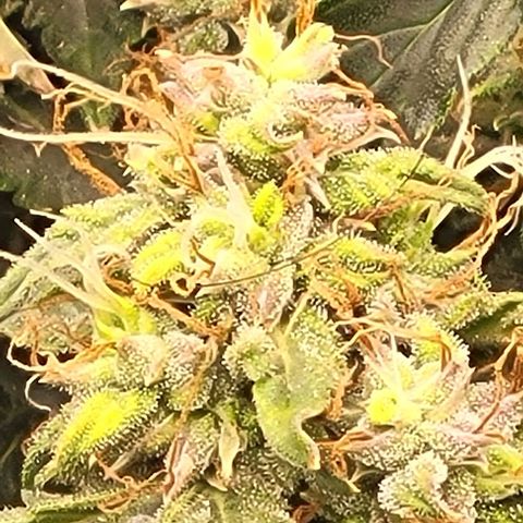 Chocolate mints og auto growlog timeline photo