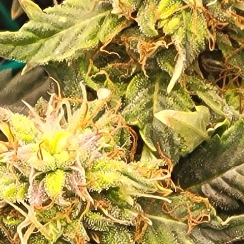 Chocolate mints og auto growlog timeline photo