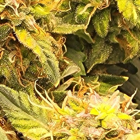 Chocolate mints og auto growlog timeline photo
