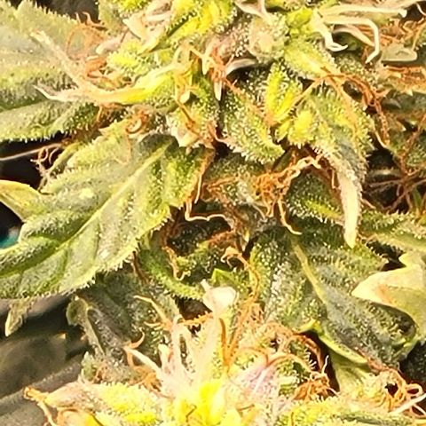 Chocolate mints og auto growlog timeline photo