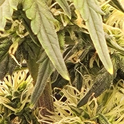 Chocolate mints og auto growlog timeline photo