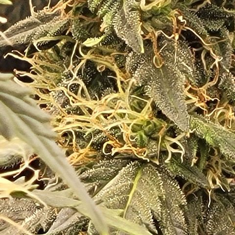 Chocolate mints og auto growlog timeline photo