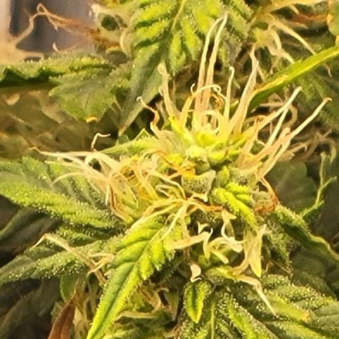 Chocolate mints og auto growlog timeline photo