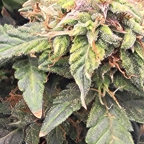 Chocolate mints og auto growlog timeline photo