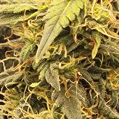 Chocolate mints og auto growlog timeline photo
