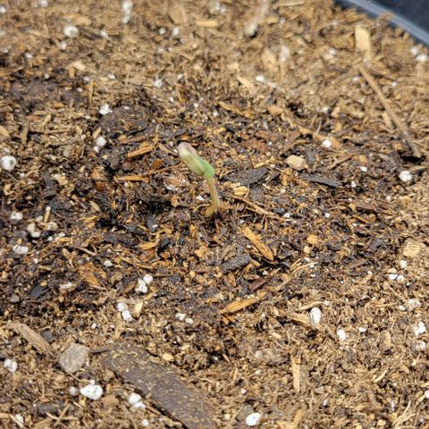 Red Velvet runtz  growlog timeline photo