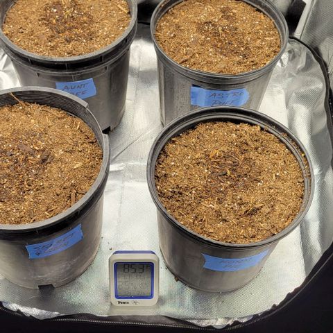 Red Velvet runtz  growlog timeline photo
