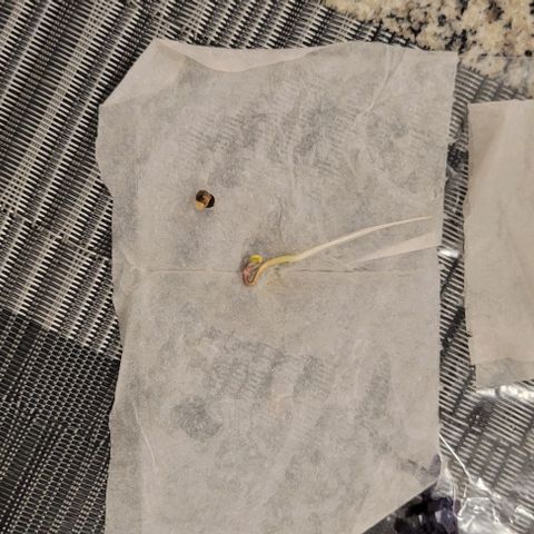 Red Velvet runtz  growlog timeline photo