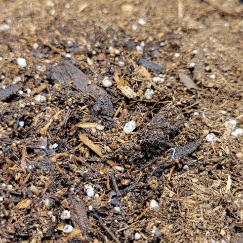 Red Velvet runtz  growlog timeline photo