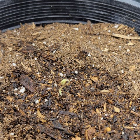 Red Velvet runtz  growlog timeline photo