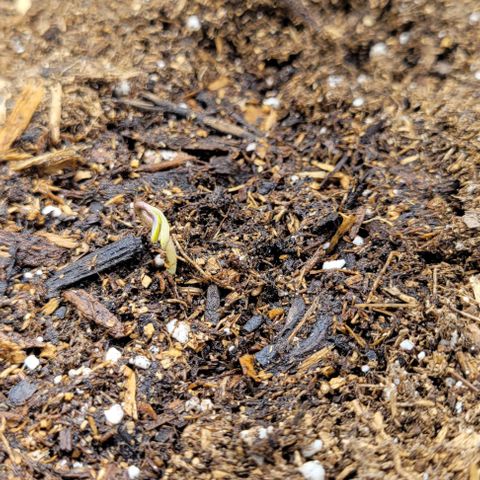 Red Velvet runtz  growlog timeline photo