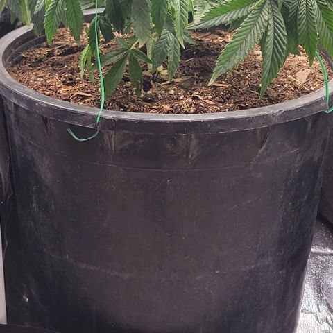 Shango church growlog photo: After transplant and in New training 