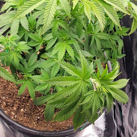 Shango church growlog photo: After transplant and in New training 