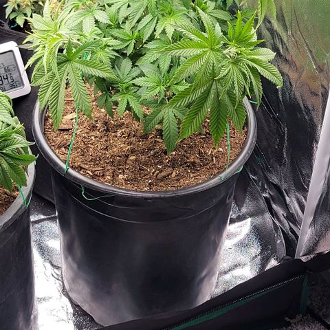 Shango church growlog photo: After transplant and in New training 