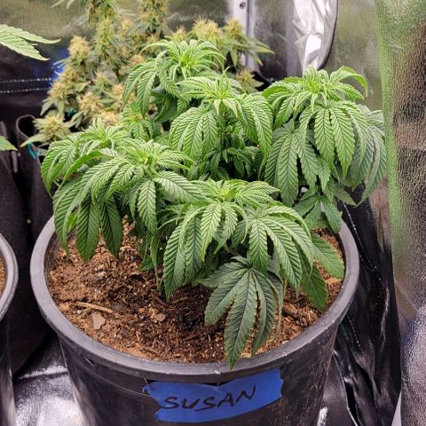 Shango church growlog photo: After transplant and in New training 