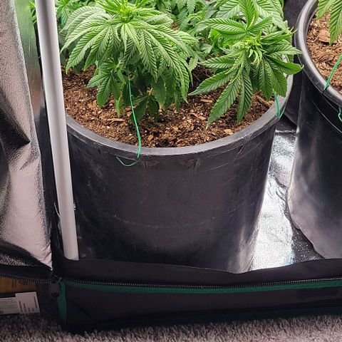 Shango church growlog photo: After transplant and in New training 