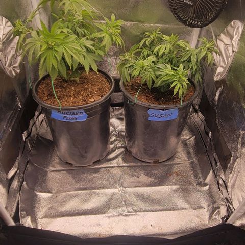 Shango church growlog photo: After transplant and in New training 