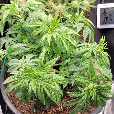 Shango church growlog photo: After transplant and in New training 